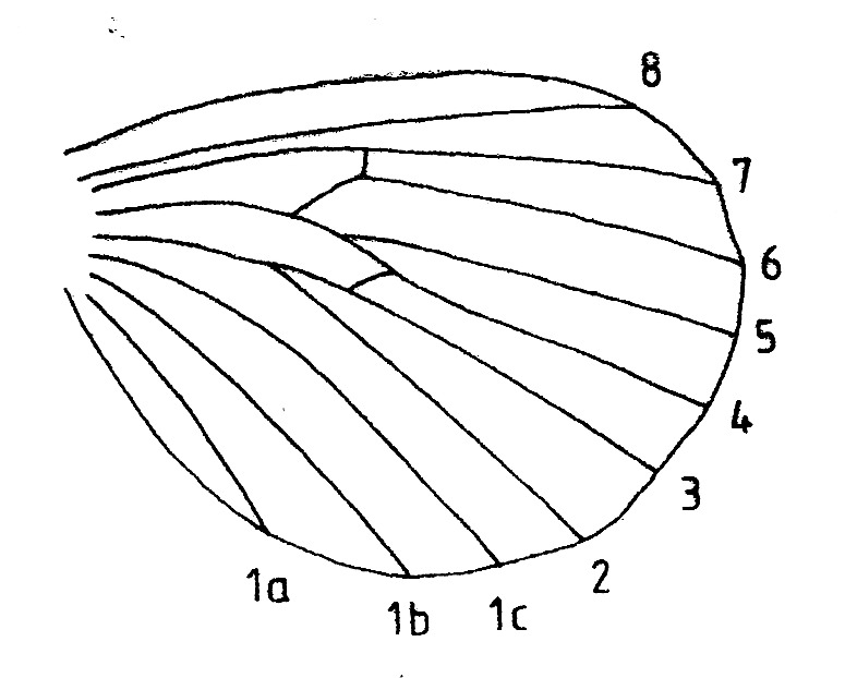 Venation hindwing of Orthopygia glaucinalis (Pyralidae) with 8 separate.